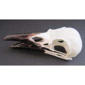 Shamanic Items